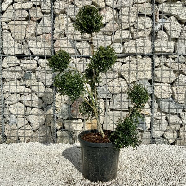 Ilex Crenata Kinme Pom Pon Cloud Tree H171 - 6FE843A4 48F0 4D58 B9CF C377138A3F9A scaled