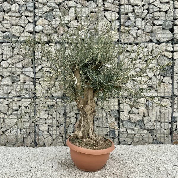 Olive Tree Gnarled XXL Natural Crown (In Patio Pot) H399 - 709CF17C 45A9 4B1C A0AE 6C6AD69E8CC4 scaled