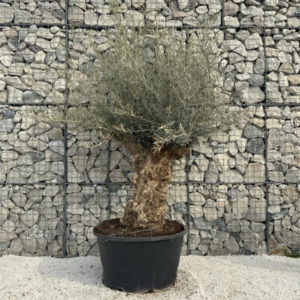 Gnarled Olive Tree XXL (Ancient) H348 - 712C9609 F57A 4247 AAE7 70F0EFF78AA8 scaled