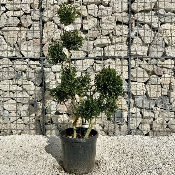 Ilex Crenata Kinme Pom Pon Cloud Tree H152 - Image 2