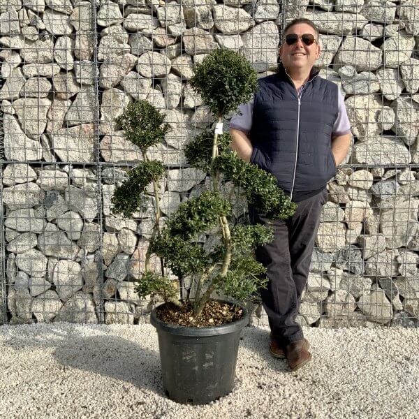 Ilex Crenata Kinme Cloud Tree H0192 - 71C890C1 0D30 4EFE 9561 DA8821291FB1 scaled