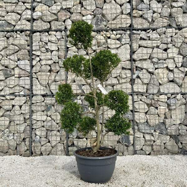 Ilex Maximowicziana Cloud Tree H036 - 71F57279 F921 4756 83AF D6CE2DF02478 scaled