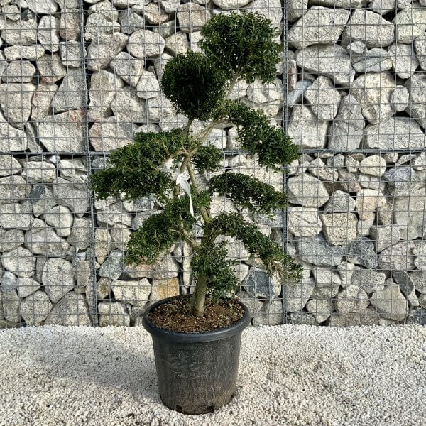 Ilex Crenata Kinme Cloud Tree H0184 - 71FBD78E 588D 4919 A1B6 7E2F22F2AF27 scaled