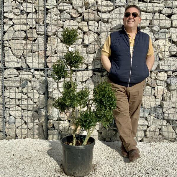 Ilex Crenata Kinme Pom Pon Cloud Tree H152