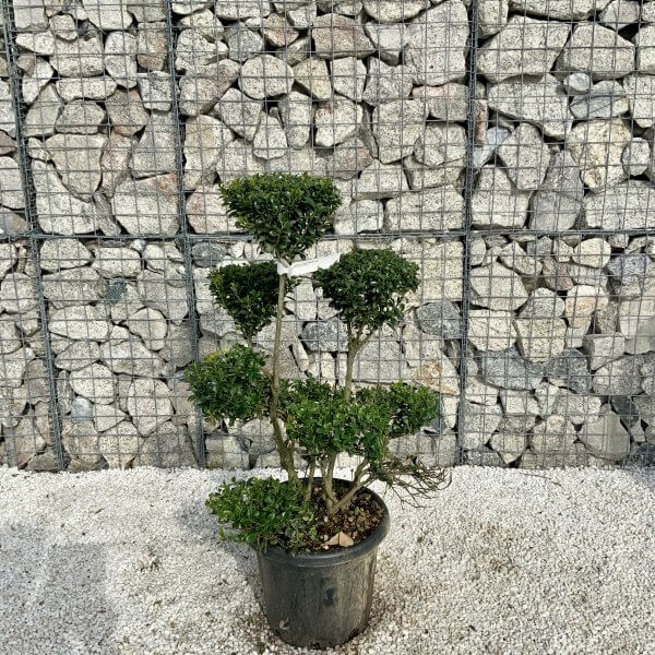 Ilex Maximowicziana Cloud Tree H043 - Image 2