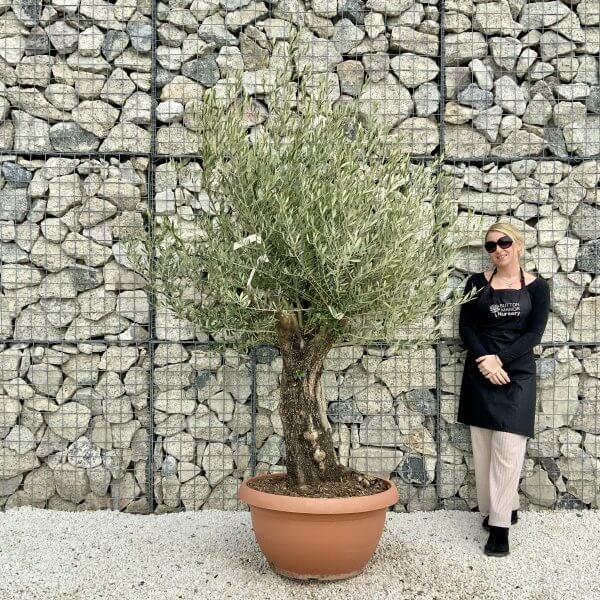 Olive Tree Gnarled XXL Natural Crown (In Patio Pot) H422 - 72DC51D9 6F82 4CEE 886C 1CE2338359BB scaled