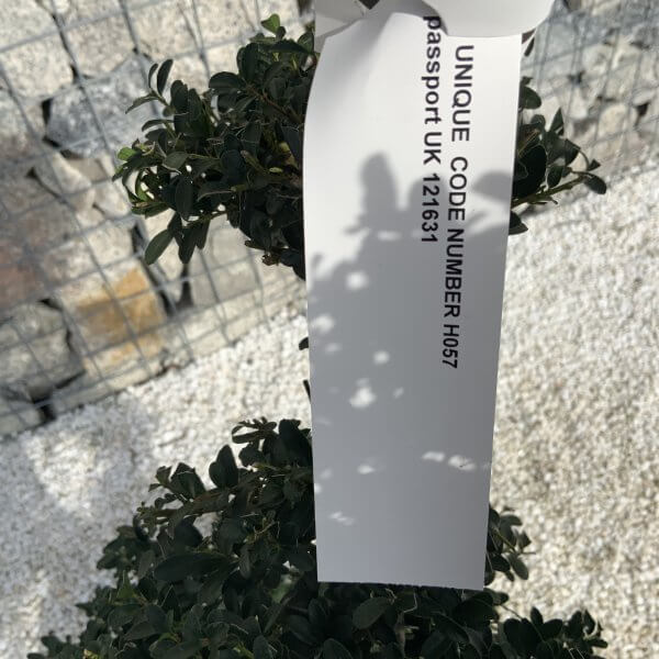 Ilex Crenata Kinme Cloud Tree H057 - Image 4