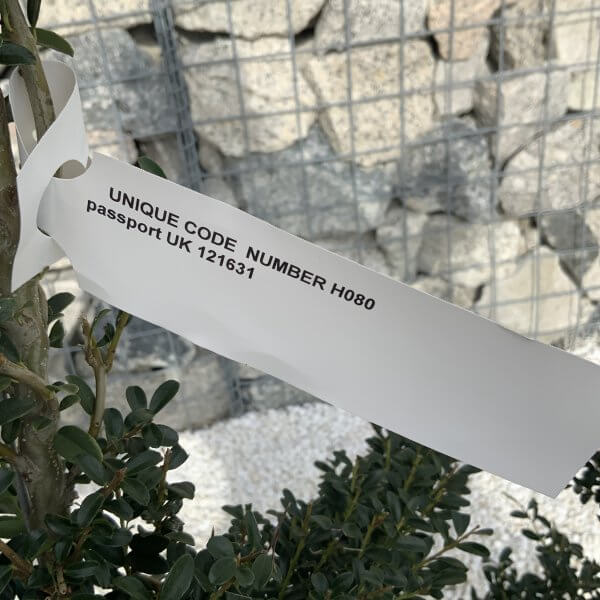 Ilex Crenata Kinme Cloud Tree H080 - 7432846B E9D3 442F 8B2A 050685294D32 scaled