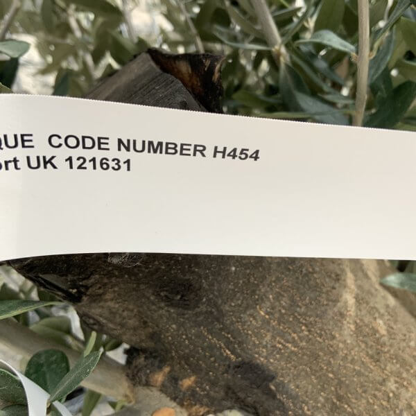 Olive Tree Gnarled XXL Natural Crown (In Patio Pot) H454 - 744CCC4E FE60 4380 A12E 6B32144B7F73 1 105 c