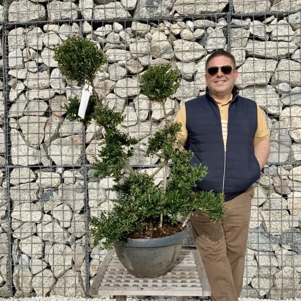 Ilex Crenata Kinme Cloud Tree H082 - 747B4EFA 571D 481C AA52 E7E94BC2DC23 scaled