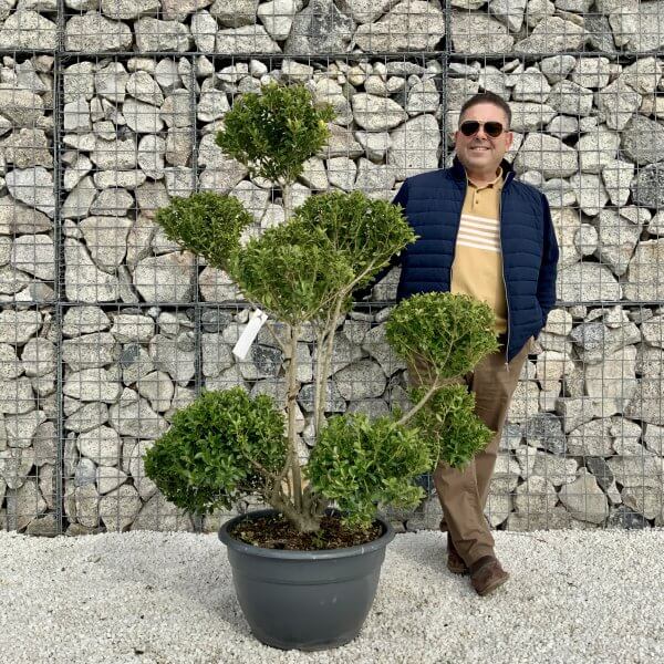 Ilex Maximowicziana Cloud Tree H031 - 765D0864 4E75 4CBD AEBE D7FD4F689AE2 scaled