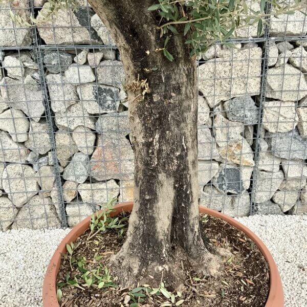 Olive Tree Gnarled XXL Natural Crown (In Patio Pot) H430 - 76EE60F3 DC17 4E1B BCA1 AEE218FD0052 1 105 c