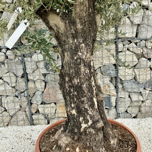Olive Tree Gnarled XXL Natural Crown (In Patio Pot) H419 - 76F9C0B1 1494 46D2 88BF 3616555F17E3 scaled