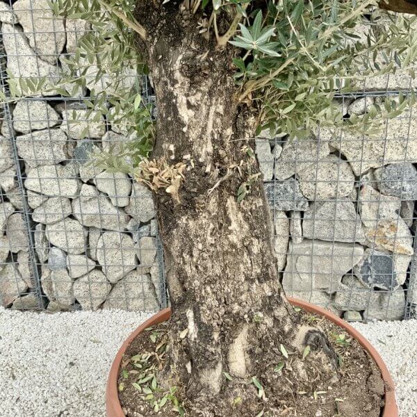 Olive Tree Gnarled XXL Natural Crown (In Patio Pot) H401 - 7707A4F2 9CAE 4EDA B008 E86B6E357033 1 105 c
