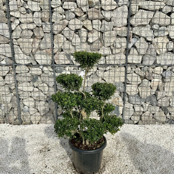 Ilex Maximowicziana Cloud Tree H048 - 772AC615 AEFD 4F3A A6E1 B1250122EA2E scaled