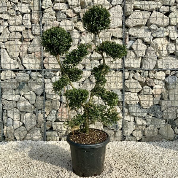 Ilex Crenata Kinme Cloud Tree H202 - Image 2