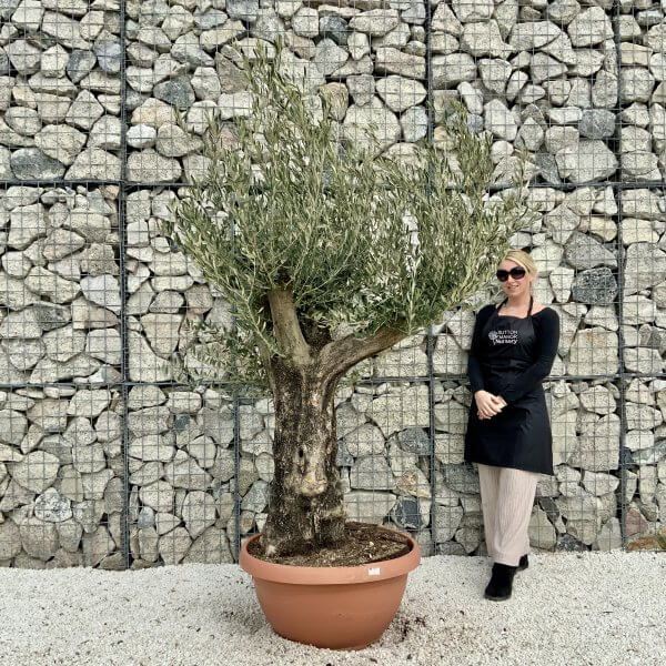 Olive Tree Gnarled XXL Natural Crown (In Patio Pot) H412 - 77E721D5 F9D9 435A 8A7F C74F3147C69F scaled