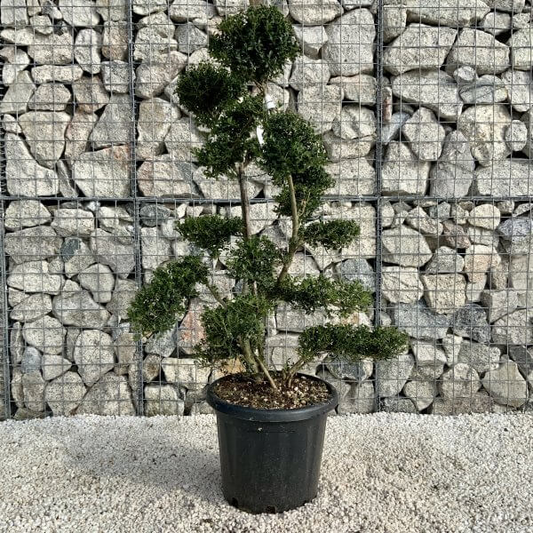 Ilex Crenata Kinme Cloud Tree H0179 - Image 2