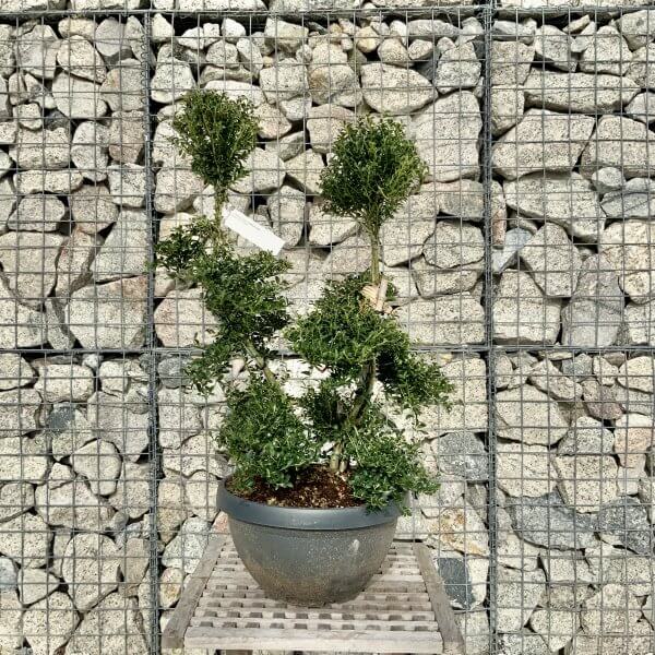 Ilex Crenata Kinme Cloud Tree H080 - 7ACD834C 7694 4AE4 BA8F E097B04896A5 scaled