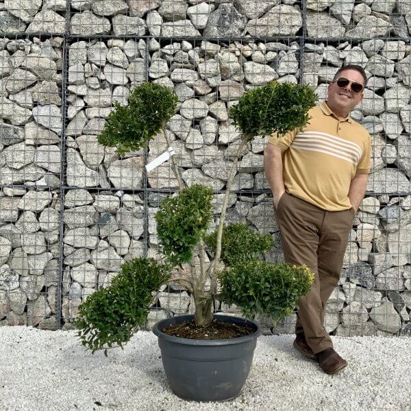 Ilex Maximowicziana Cloud Tree H038 - 7B4DD8BC F26D 495C 9360 C617C10879E2 scaled