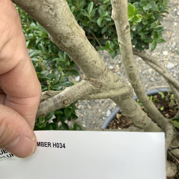 Ilex Maximowicziana Cloud Tree H034 - 7D6268D8 F3B5 41E8 BCB5 74E0F5C2300A scaled