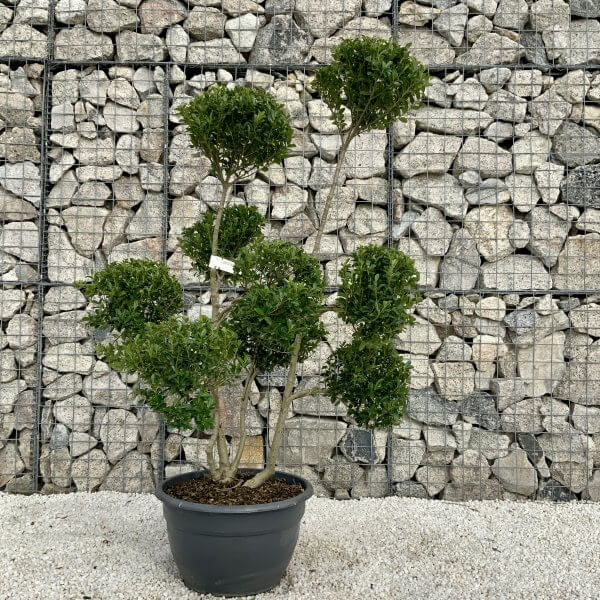 Ilex Maximowicziana Cloud Tree H032 - 7DC307BB F6F1 4BFE A5A7 C9FC734AB7D4 scaled