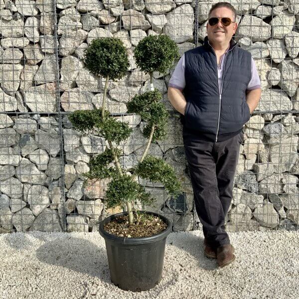 Ilex Crenata Kinme Cloud Tree H201 - 7E23921A E81B 4ECF BA95 78529C27564F scaled