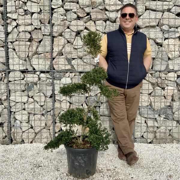 Ilex Crenata Kinme Cloud Tree H067 - 7EC2BB48 07B9 488B 8E3A 13B1D81E86DB scaled