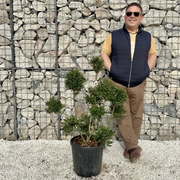 Ilex Crenata Kinme Pom Pon Cloud Tree H071 - 7F11B1D1 0C0F 4614 90D9 D8C1E88199FB scaled