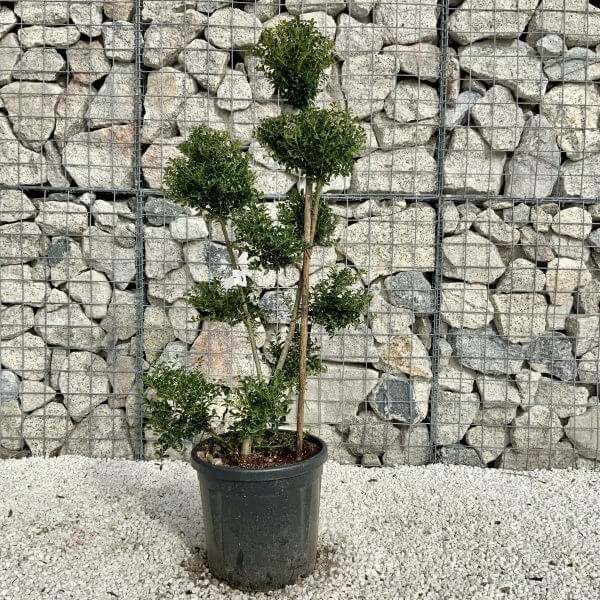 Ilex Crenata Kinme Pom Pon Cloud Tree H151 - 7F3D4409 D801 4288 9AF8 22122980538E scaled