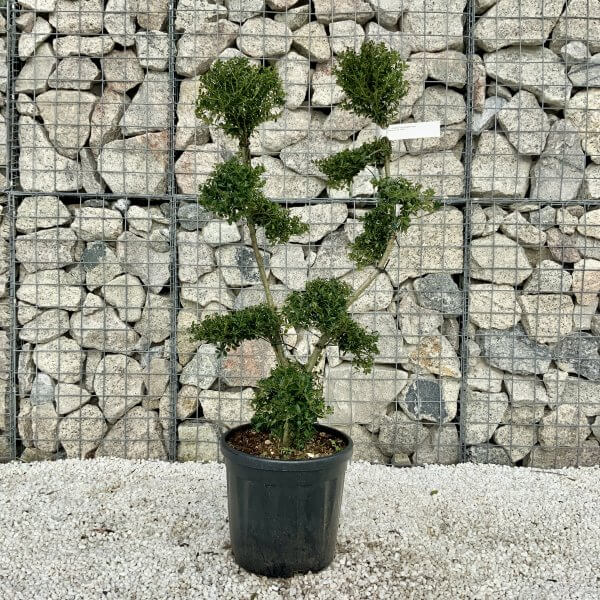 Ilex Crenata Kinme Cloud Tree H062 - 7F4F7E5B FD41 4119 B978 A2DC672E7750 scaled