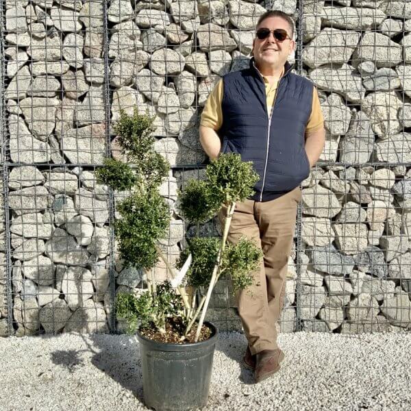 Ilex Crenata Kinme Pom Pon Cloud Tree H119 - 7FBB54EF E1C3 4585 9A93 06FA3535C5B7 1 105 c