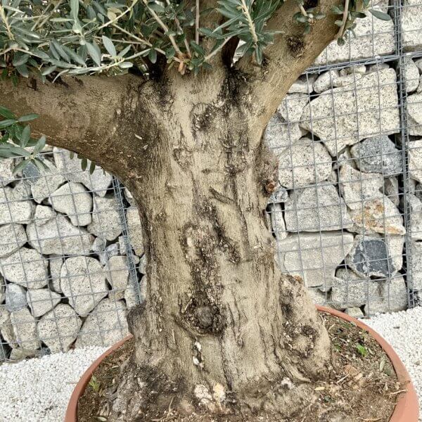 Olive Tree Gnarled XXL Natural Crown (In Patio Pot) H426 - 8061D7BF 0B65 4A1E BA7B F252D9D371BA 1 105 c