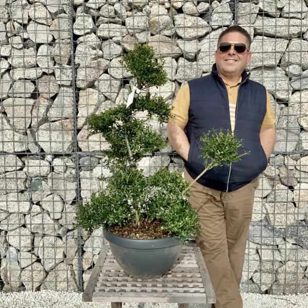 Ilex Crenata Kinme Cloud Tree H088 - 814168D5 BFC3 429A AA42 CFDAF914A6EA scaled