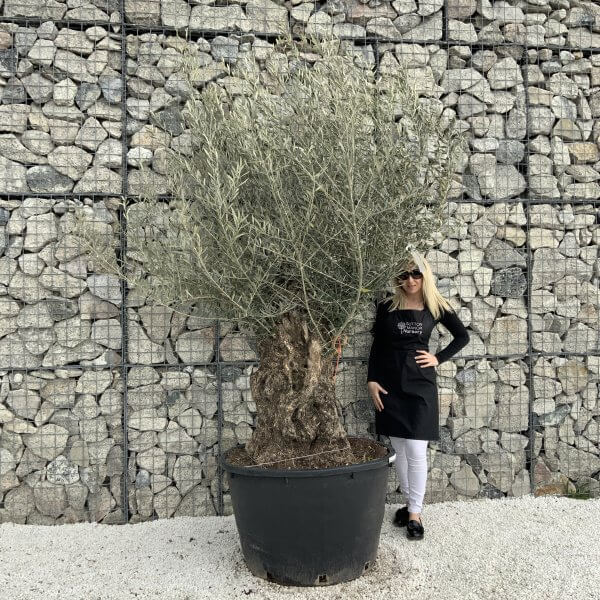 Gnarled Olive Tree XXL (Ancient) H318 - 8151118D ABE3 46F0 A101 A6DF88C5490D scaled