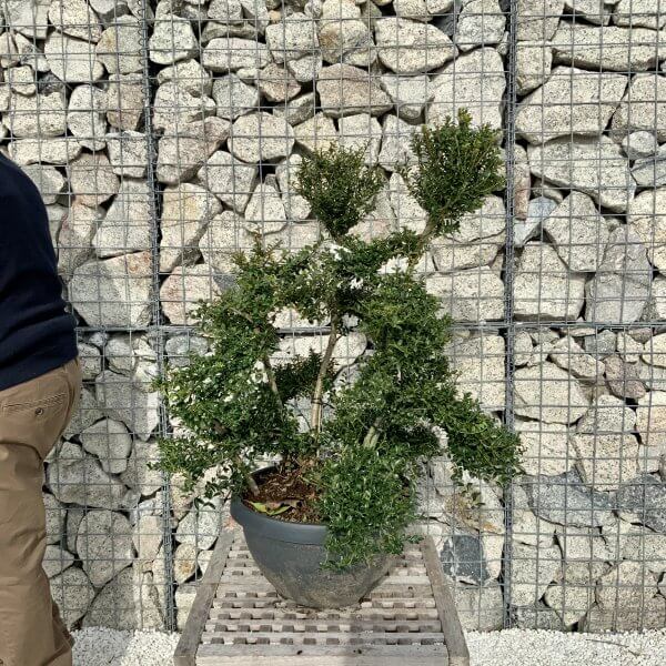 Ilex Crenata Kinme Cloud Tree H084 - 82339EB7 34F2 4B26 A647 62E3AB1D58A7 scaled