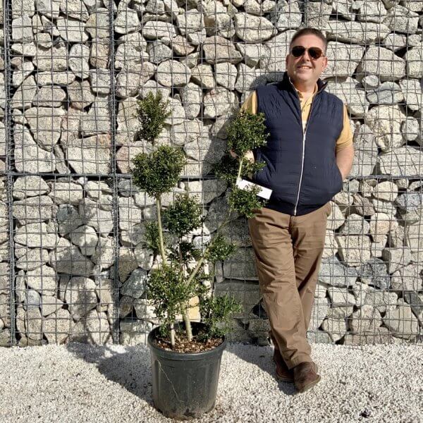 Ilex Crenata Kinme Pom Pon Cloud Tree H111 - 828BD75E 9146 4F3F 9D43 5385E8EA4EDE 1 105 c
