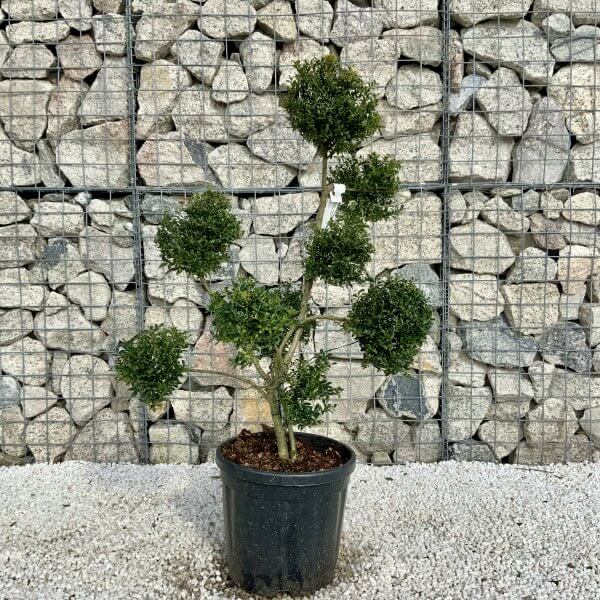 Ilex Crenata Kinme Pom Pon Cloud Tree H168 - 829ECB3B 773F 4463 A0E5 38DCF67F4AF2 scaled