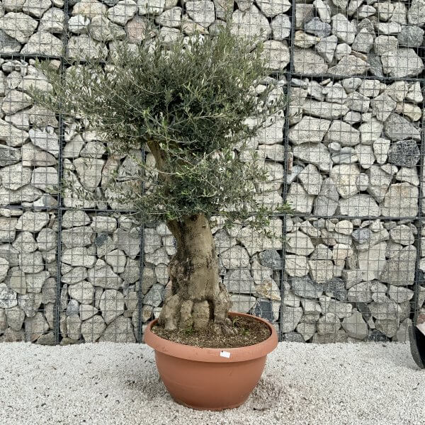 Olive Tree Gnarled XXL Natural Crown (In Patio Pot) H407 - 82F20C4A 9D2F 4405 A05F A2F9586A9A20 scaled