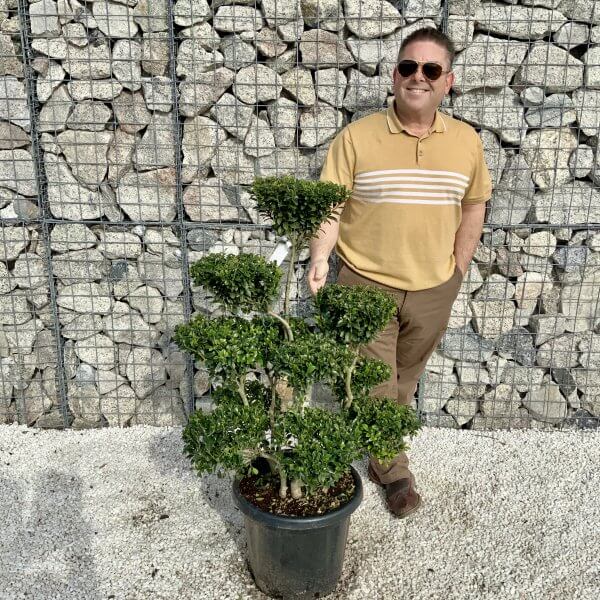 Ilex Maximowicziana Cloud Tree H048 - 83D06821 8F44 4E61 941A F513CA7849F9 scaled