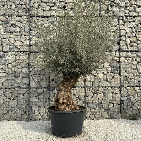 Gnarled Olive Tree XXL (Ancient) H352 - 8515526F DCC9 400E B68D 550D9CB7A10F scaled
