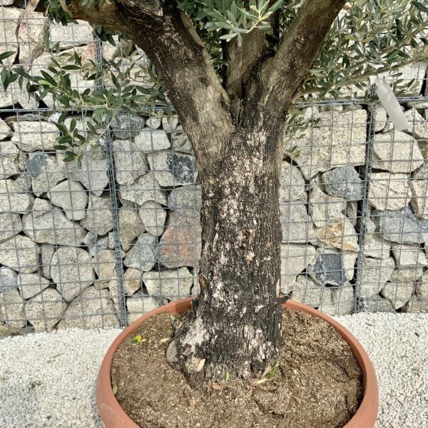 Olive Tree Gnarled XXL Natural Crown (In Patio Pot) H451 - 86FE6979 05B6 4041 B070 5D8F98218F32 1 105 c