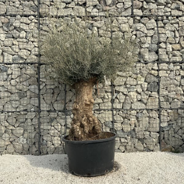 Gnarled Olive Tree XXL (Ancient) H356 - 870E97CE 56BC 4589 9877 74C2D6BE1BE3 scaled