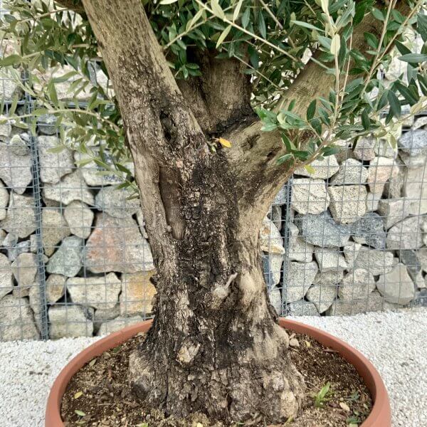 Olive Tree Gnarled XXL Natural Crown (In Patio Pot) H390 - 87804F9D 43B3 495A BD78 FB488DC098C5 scaled