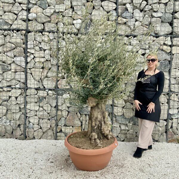Olive Tree Gnarled XXL Natural Crown (In Patio Pot) H394 - 87B22868 16EF 40B5 87BC AFA3B172C490 scaled