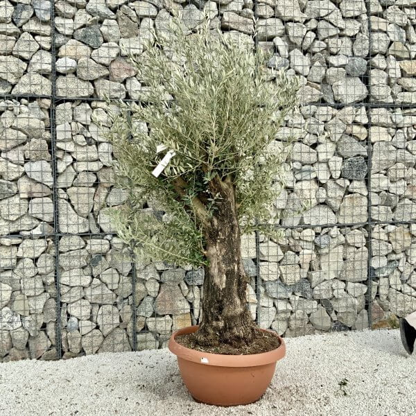 Olive Tree Gnarled XXL Natural Crown (In Patio Pot) H410 - 87D4C588 5D2D 47D7 AF9F FE4DFE213971 scaled