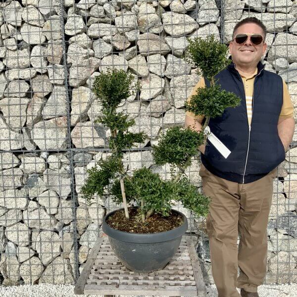 Ilex Crenata Kinme Cloud Tree H098