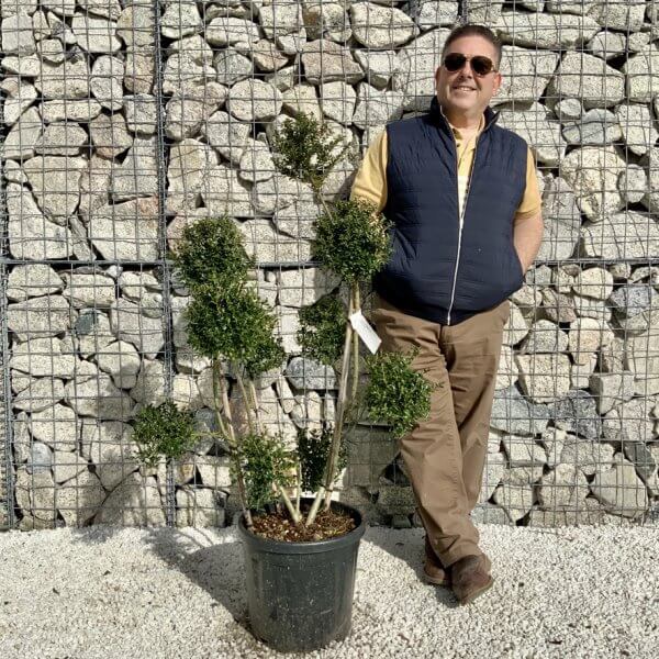 Ilex Crenata Kinme Pom Pon Cloud Tree H141 - 8892E106 F315 42CC BAB3 628A5E657F19 1 105 c