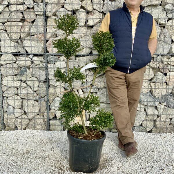 Ilex Crenata Kinme Pom Pon Cloud Tree H169