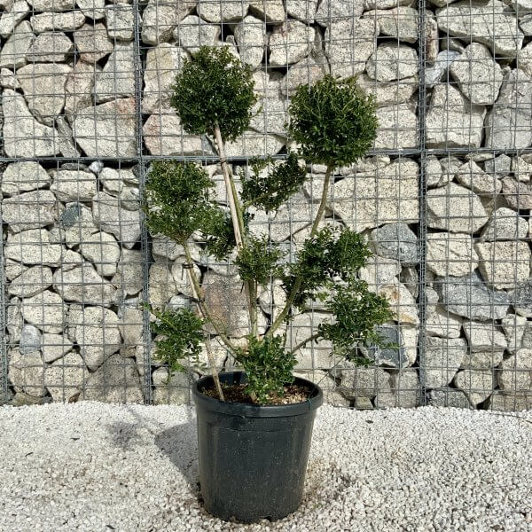 Ilex Crenata Kinme Pom Pon Cloud Tree H162 - 891D6C23 B83F 48A9 A46A 4487ECD6CB33 scaled